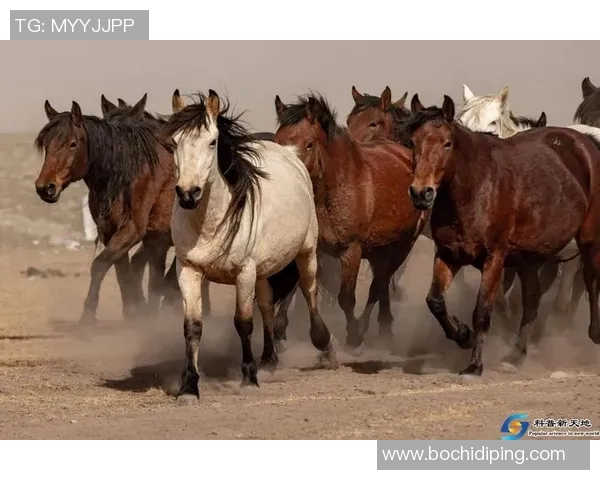 最蛇皮的足球明星背后的故事与传奇人生揭秘